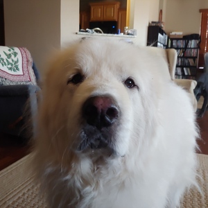 Team Bear